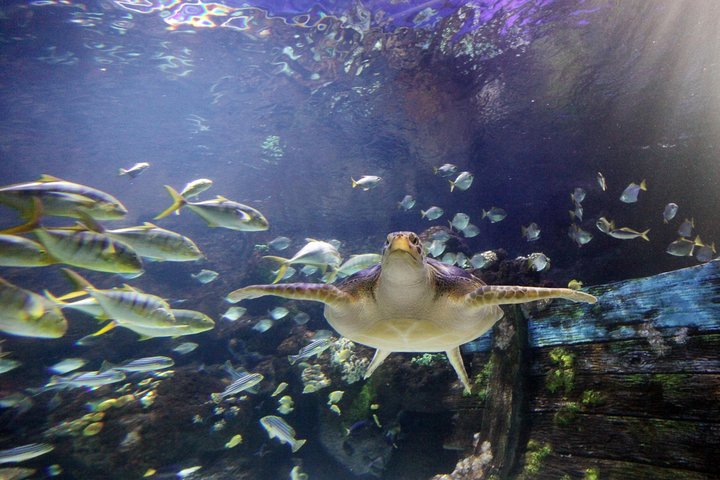 SEA LIFE Timmendorfer Strand Admission Ticket