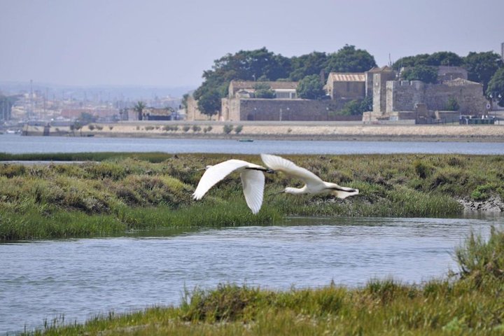 Eco Boat Tour in the Ria Formosa Lagoon from Faro