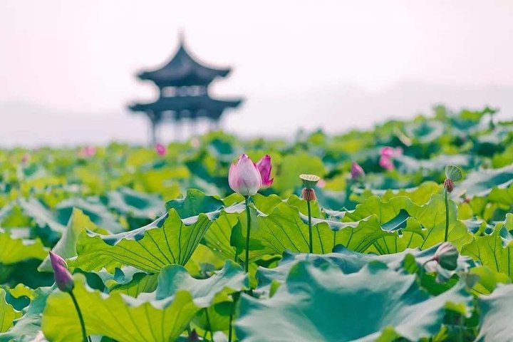 Flexible Hangzhou Private Tour from Shanghai by Bullet Train