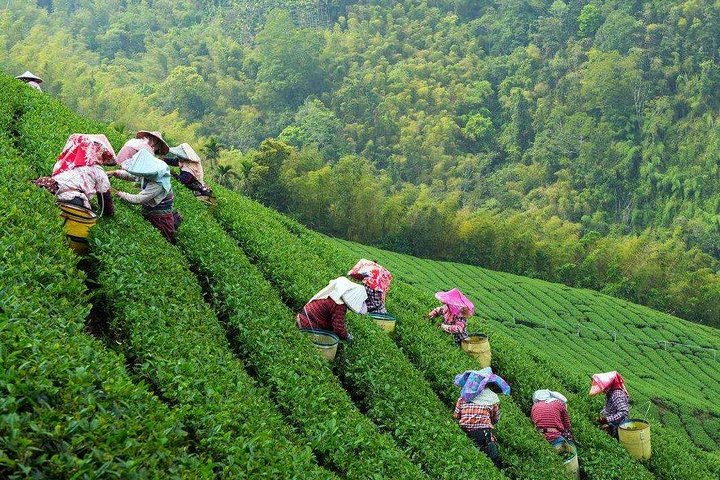 Flexible Hangzhou Private Tour from Shanghai by Bullet Train