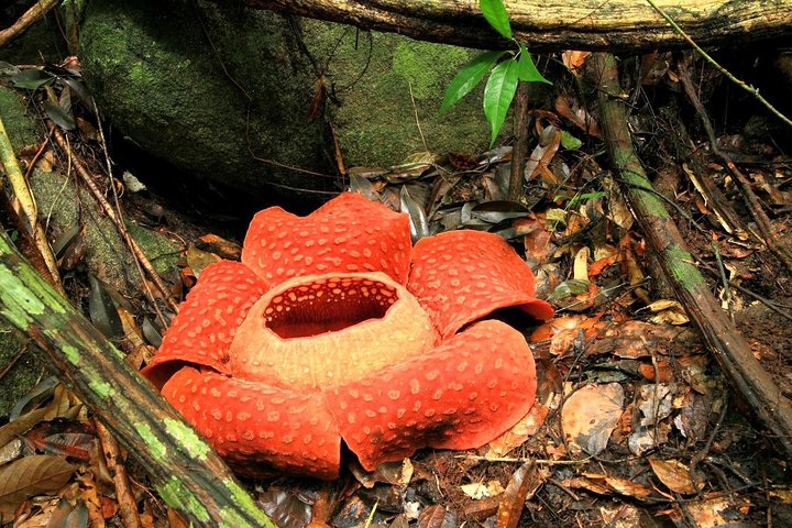 2-Day Khao Sok Jungle Safari from Krabi