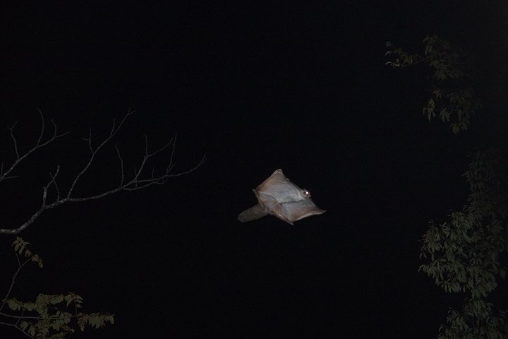 Wild Japanese Flying Squirrel Watching Tour in Nagano