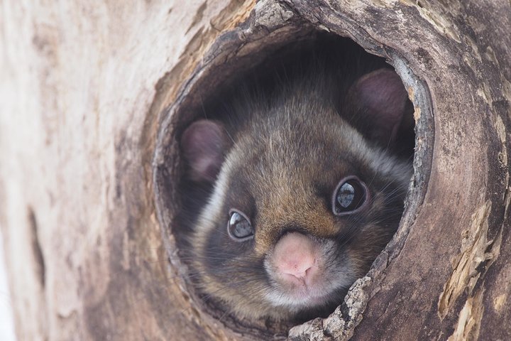 Wild Japanese Flying Squirrel Watching Tour in Nagano