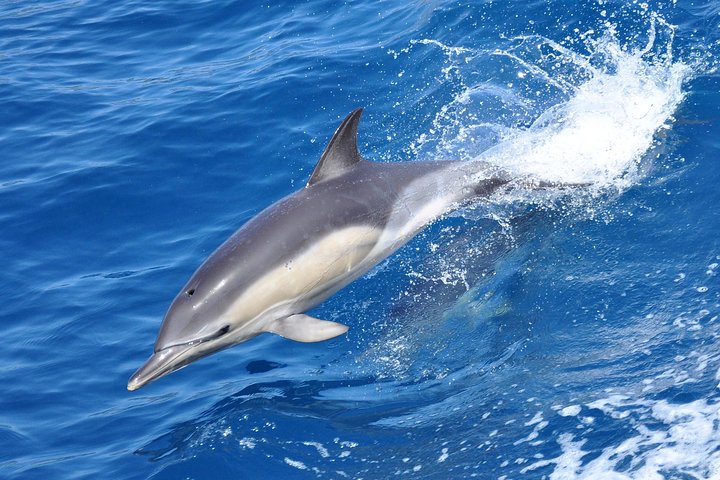 Dolphin Watching Excursion in Gibraltar