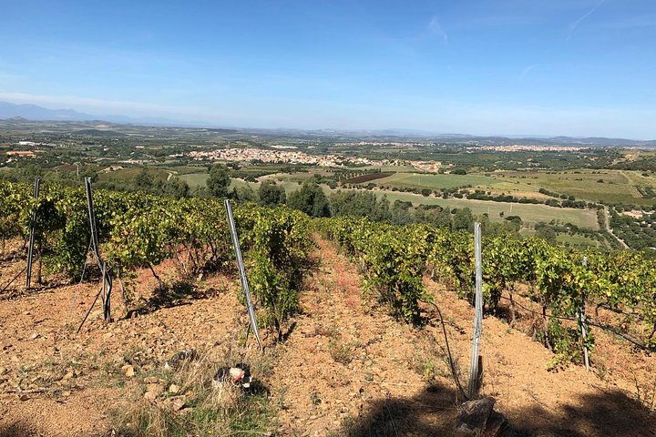 Small-Group Food and Wine Tour from Cagliari