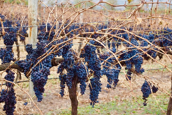 McLaren Vale Small Group Wine Tour