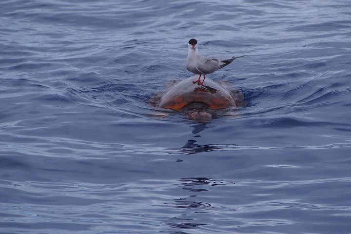 Madeira Dolphin and Whale Watching on a Ecological Catamaran