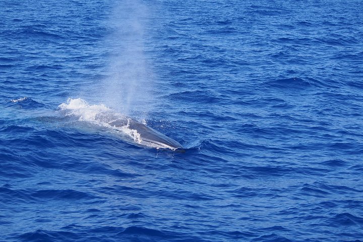 Madeira Dolphin and Whale Watching on a Ecological Catamaran