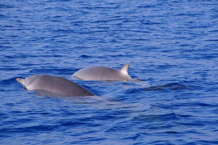 Madeira Dolphin and Whale Watching on a Ecological Catamaran