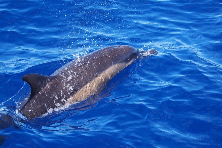 Madeira Dolphin and Whale Watching on a Ecological Catamaran