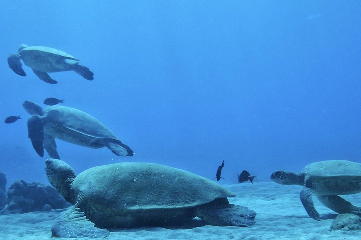 Maui: 2.5 Hour Xpress Snorkel from Ka’anapali Beach