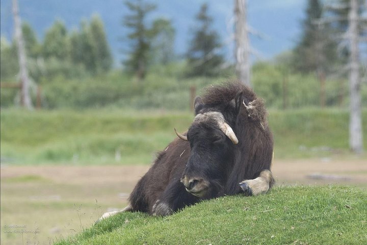 Glaciers and Wildlife: Super Scenic Day Tour from Anchorage