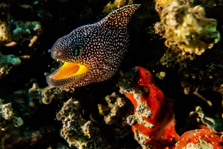 Introduction diving at Coral Reef with Instructor - 40 minutes
