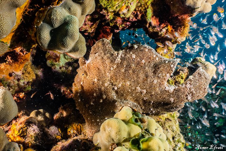 Introduction diving at Coral Reef with Instructor - 40 minutes