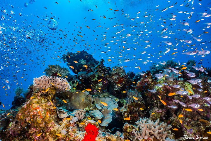 Introduction diving at Coral Reef with Instructor - 40 minutes
