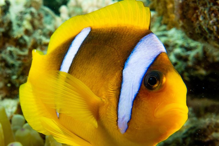 Introduction diving at Coral Reef with Instructor - 40 minutes