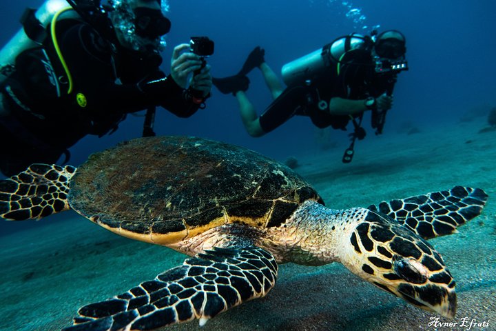 Introduction diving at Coral Reef with Instructor - 40 minutes