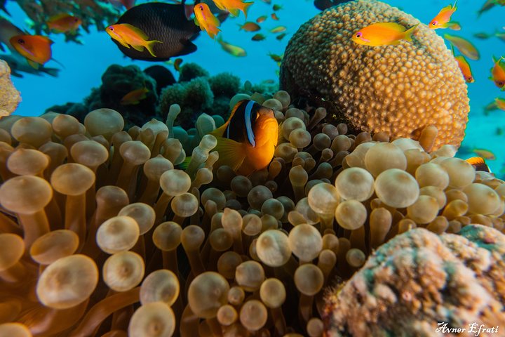 Introduction diving at Coral Reef with Instructor - 40 minutes