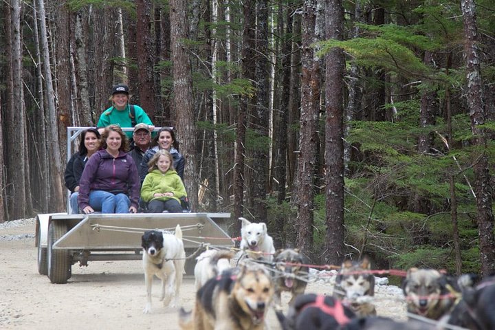 Musher's Camp® & Sled Dog Adventure in Skagway