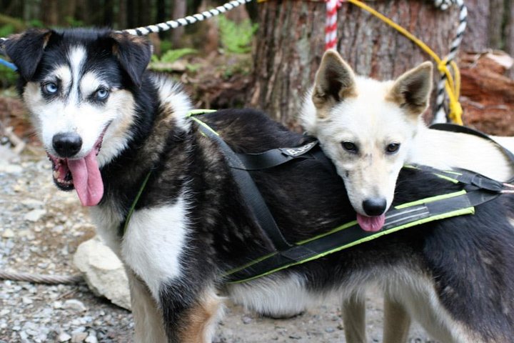 Musher's Camp® & Sled Dog Adventure in Skagway