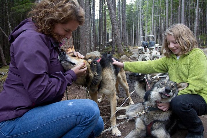 Musher's Camp® & Sled Dog Adventure in Skagway