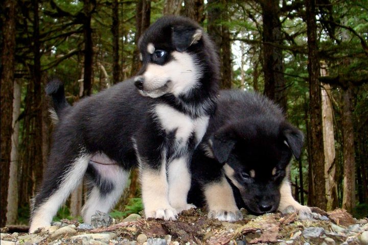 Musher's Camp® & Sled Dog Adventure in Skagway