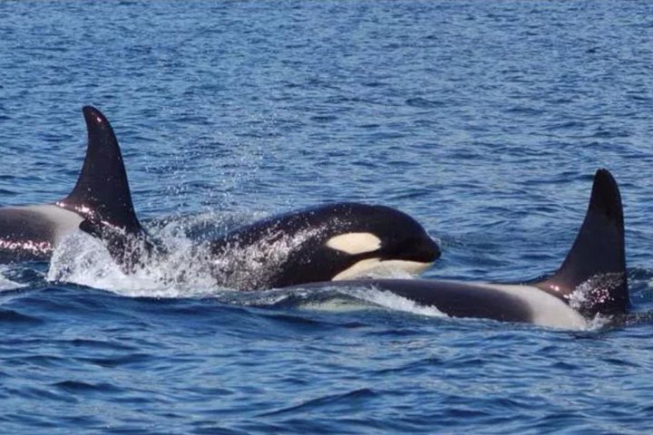 Hoonah Whale-Watching Cruise - Near Icy Strait Point