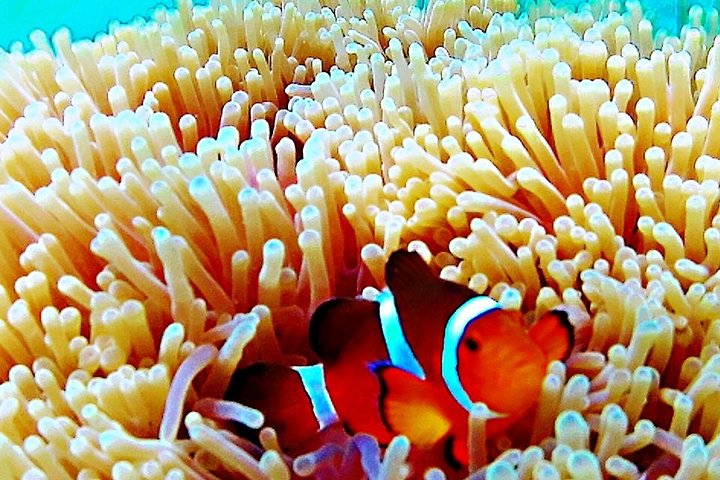 Bintan Snorkeling Tour