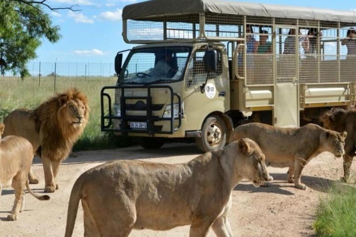Pilanesberg Nature Reserve & Safari Park Lion Private