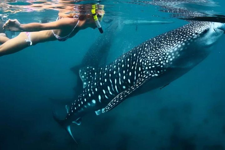 Cebu: Oslob Whale Shark Swimming and Kawasan Falls Canyoneering