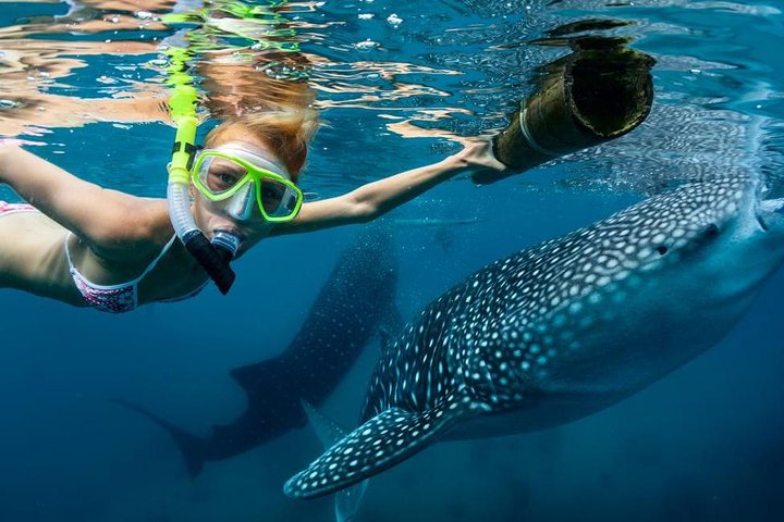 Cebu: Oslob Whale Shark Swimming and Kawasan Falls Canyoneering