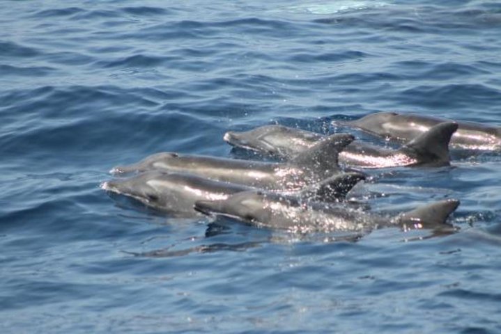 Dolphin and Whales watching cruise from Puerto Rico de Gran Canaria