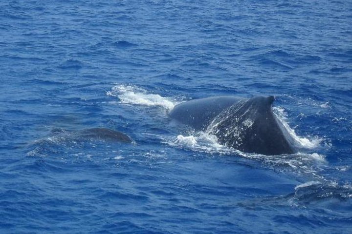 Dolphin and Whales watching cruise from Puerto Rico de Gran Canaria
