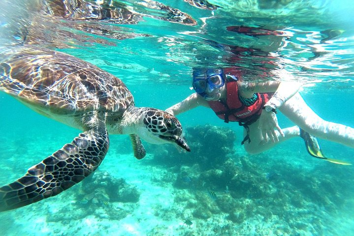 Half-Day Sea Turtle and Cenote Snorkeling Tour from Cancun & Riviera Maya