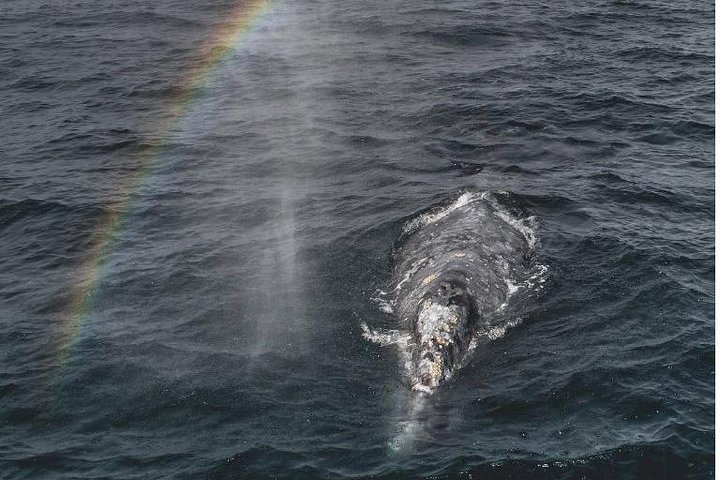 Whale Watching Tour From Monterey