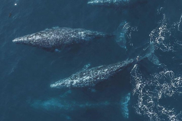 Whale Watching Tour From Monterey