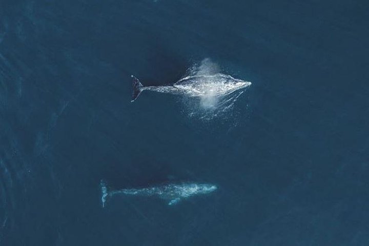 Whale Watching Tour From Monterey