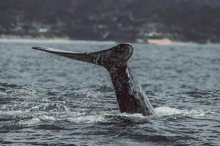 Whale Watching Tour From Monterey