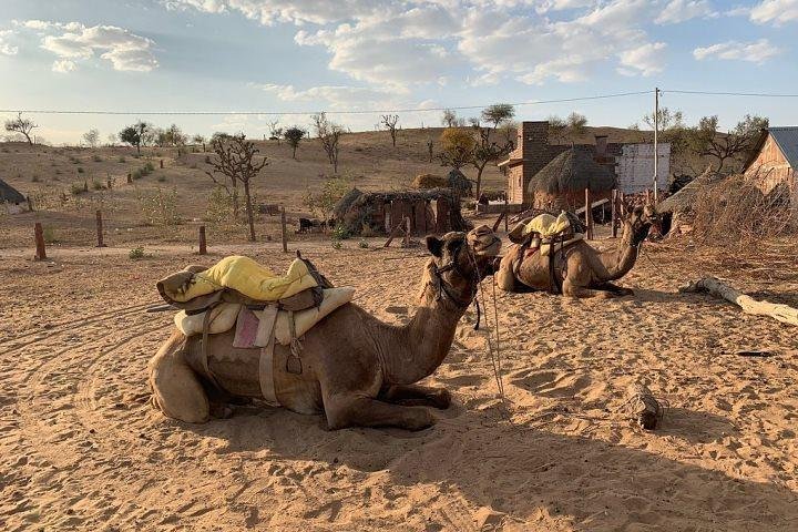 Desert Camel Safari & Jeep Safari Tour From Jodhpur