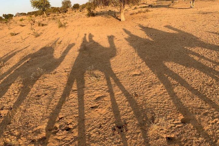 Desert Camel Safari & Jeep Safari Tour From Jodhpur
