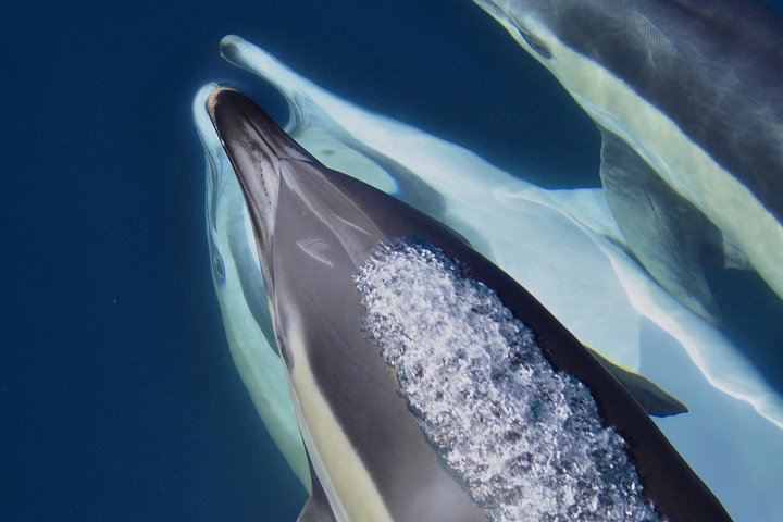 Dolphin Watching Excursion in Gibraltar