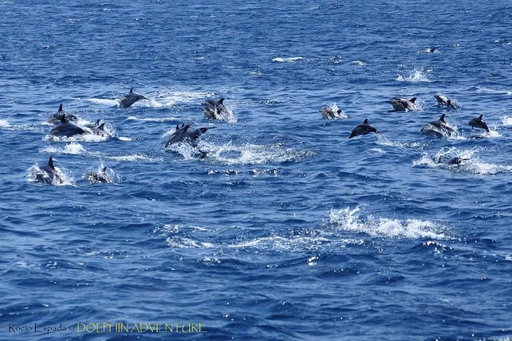 Dolphin Watching Excursion in Gibraltar