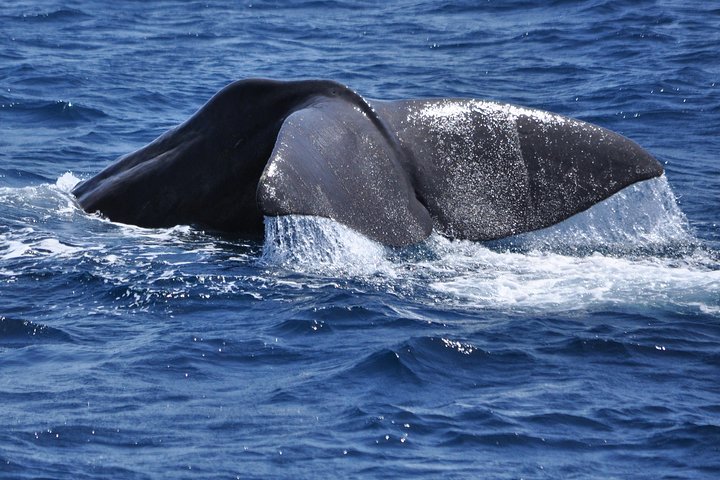 Dolphin Watching Excursion in Gibraltar