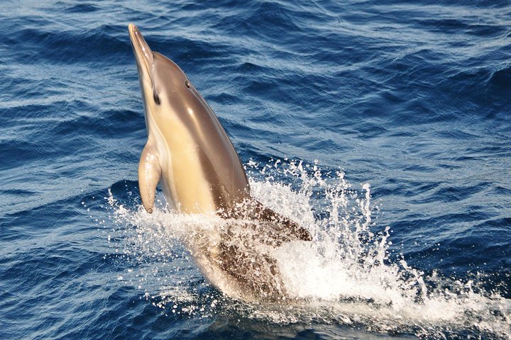 Dolphin Watching Excursion in Gibraltar