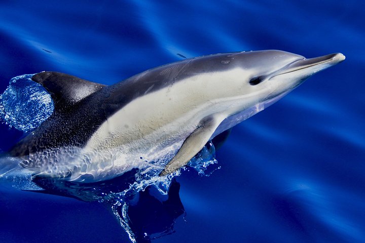 Dolphin Watching Excursion in Gibraltar