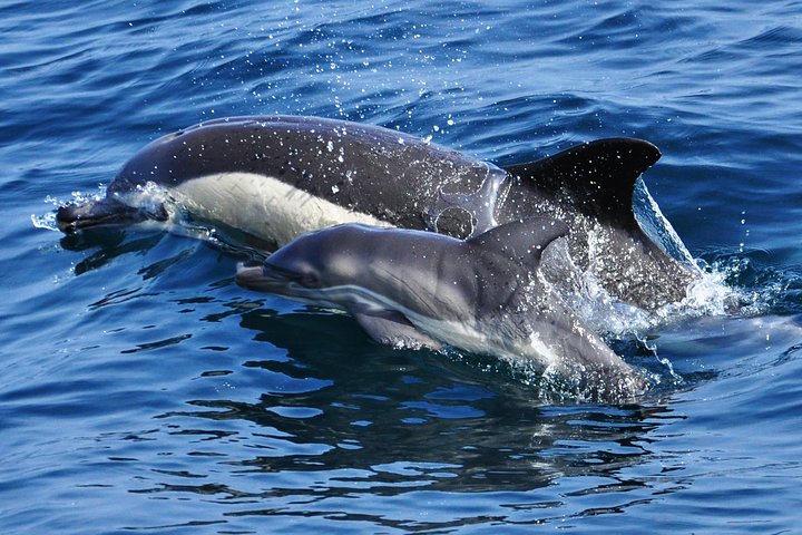 Dolphin Watching Excursion in Gibraltar