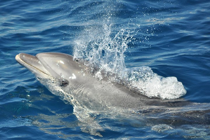 Dolphin Watching Excursion in Gibraltar