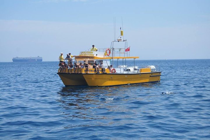 Dolphin Watching Excursion in Gibraltar