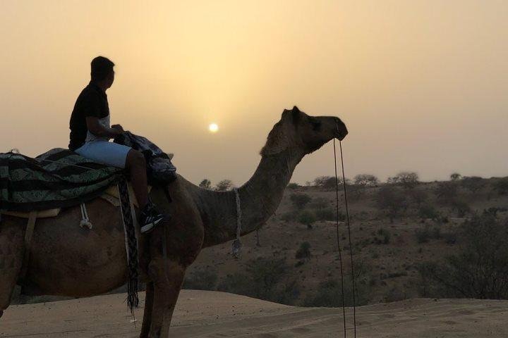 Desert Camel Safari & Jeep Safari Tour From Jodhpur