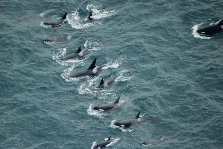 Kaikoura: Whale Watching Flight